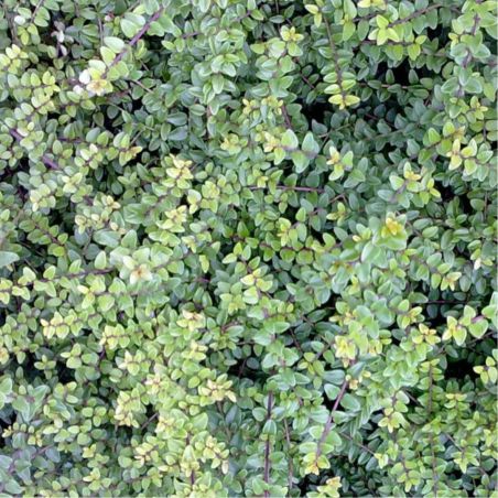 Chèvrefeuille à Feuilles De Buis Ernest Wilson - Lonicera nitida Ernest Wilson 30cm en Pot