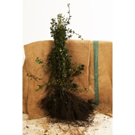 Aubépine monogyne - Crataegus monogyna 60 cm Racines nues