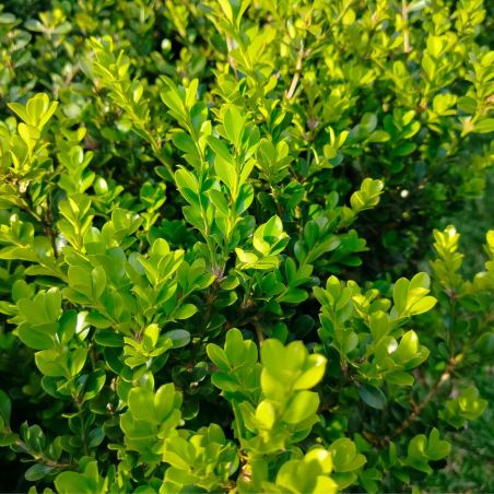 Buis commun - Buxus sempervirens 25cm en Pot