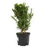 Buis commun - Buxus sempervirens 25cm en Pot