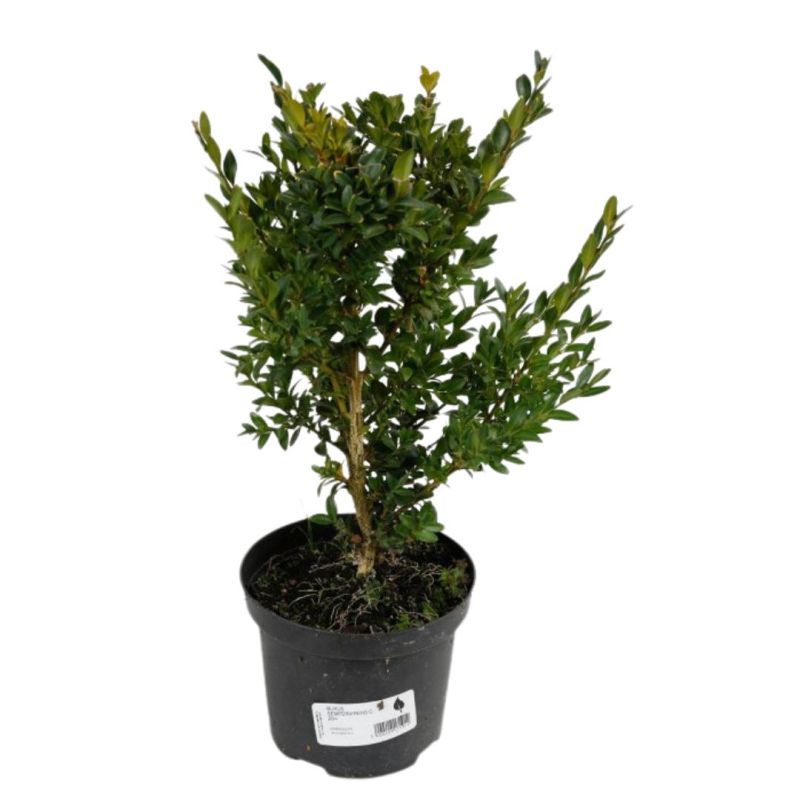 Buis commun - Buxus sempervirens 25cm en Pot
