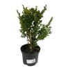 Buis commun - Buxus sempervirens 25cm en Pot