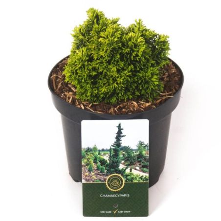 Faux-cyprès de Hinoki Butterball - Chamaecyparis obtusa Butterball 15/25cm Pot 2,5L