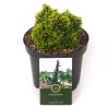 Faux-cyprès de Hinoki Butterball - Chamaecyparis obtusa Butterball 15/25cm Pot 2,5L