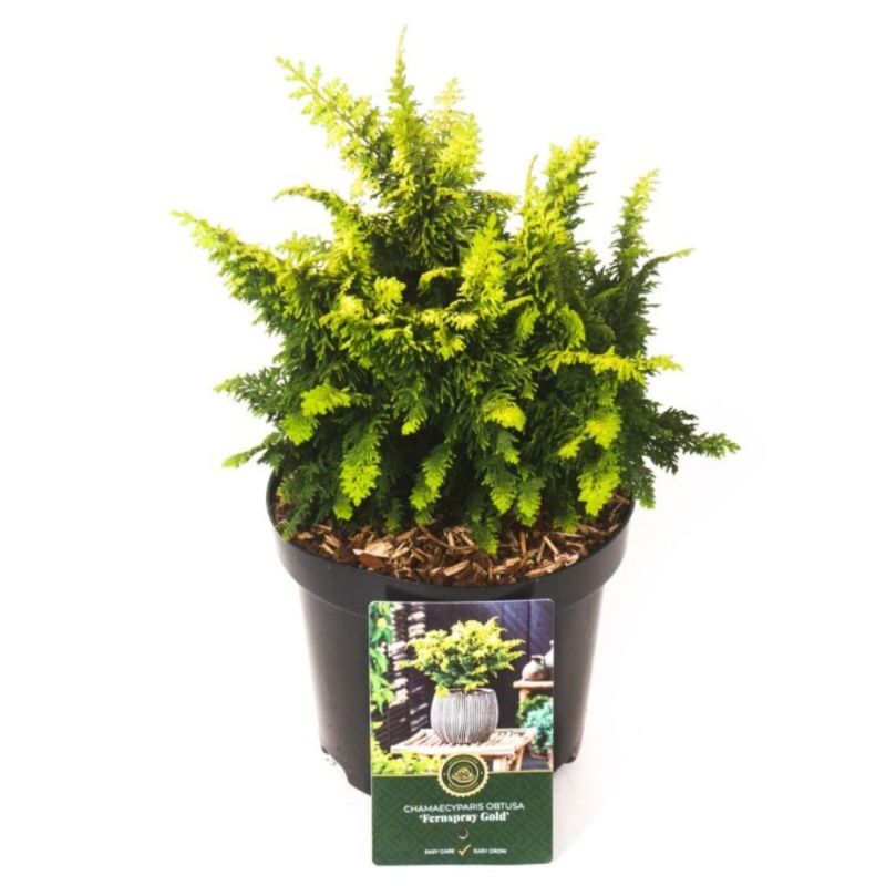 Faux-cyprès de Hinoki Fernspray Gold - Chamaecyparis obtusa Fernspray Gold 20/30cm Pot 2,5L