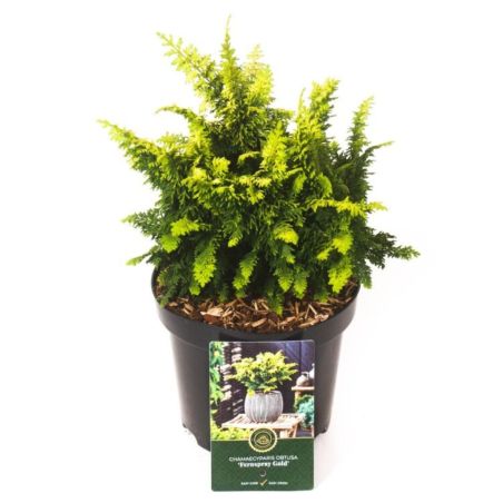 Faux-cyprès de Hinoki Fernspray Gold - Chamaecyparis obtusa Fernspray Gold 20/30cm Pot 2,5L