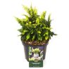 Faux-cyprès de Hinoki Fernspray Gold - Chamaecyparis obtusa Fernspray Gold 20/30cm Pot 2,5L