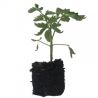 Plant Tomate Grappe Premio F1 Motte 6cm