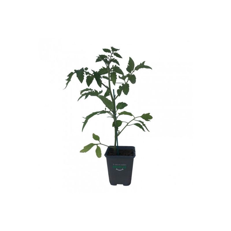 3 Plants Tomate Coeur de Boeuf Premium Pot