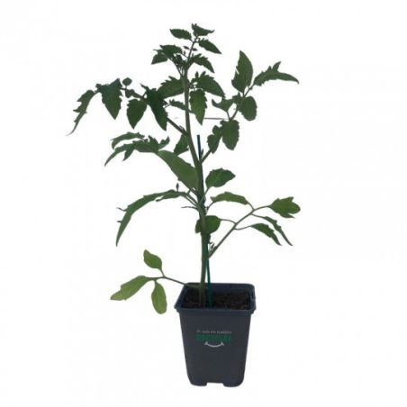 3 Plants Tomate Coeur de Boeuf Premium Pot