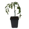 3 Plants Tomate cerise super Sweet en Pot