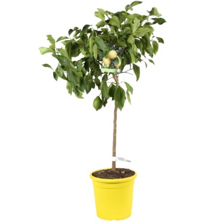 Citronnier 4 Saisons Pot 26cm - Citrus 4 Saisons 100cm