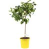 Citronnier 4 Saisons Pot 26cm - Citrus 4 Saisons 100cm