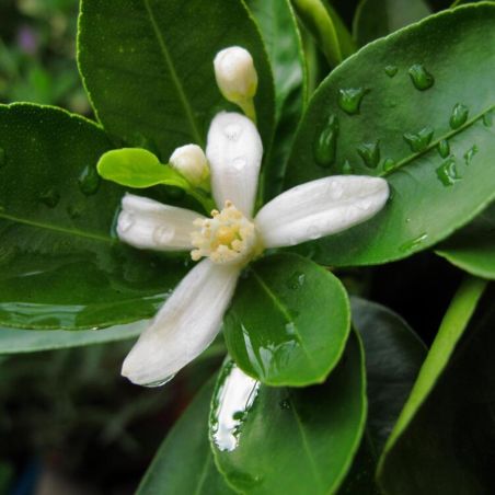 Oranger calamondin - Citrus mitis Calamondin 100cm