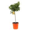 Oranger calamondin - Citrus mitis Calamondin 100cm