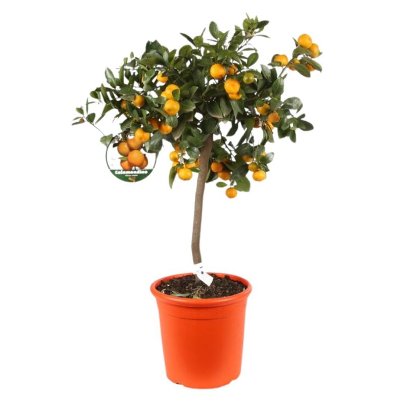 Oranger calamondin - Citrus mitis Calamondin 100cm