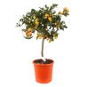 Oranger calamondin - Citrus mitis Calamondin 100cm