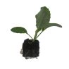 3 plants Choux Bruxelles Bright F1