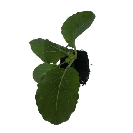 3 plants Choux Milan Manon F1 Motte 7 cm