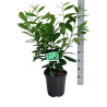 Laurier-cerise Rotundifolia 50/60cm Pot 6L - Prunus laurocerasus Rotundifolia