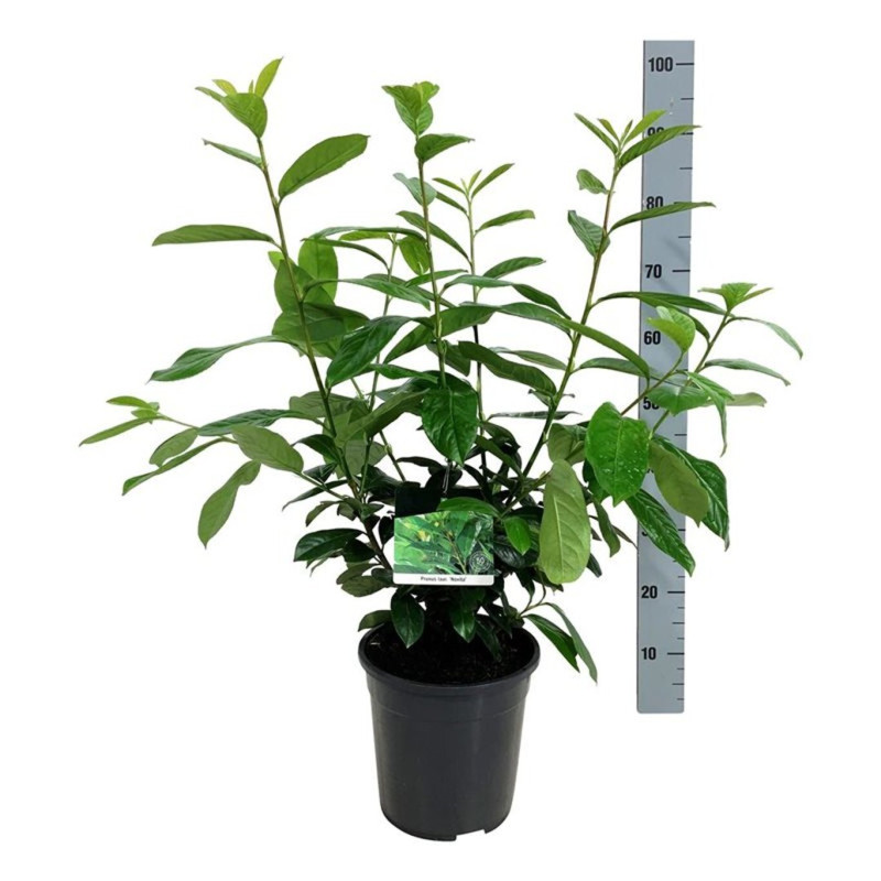 Laurier-cerise Novita 60/80cm Pot 6L - Prunus laurocerasus Novita