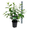 Laurier-cerise Novita 60/80cm Pot 6L - Prunus laurocerasus Novita