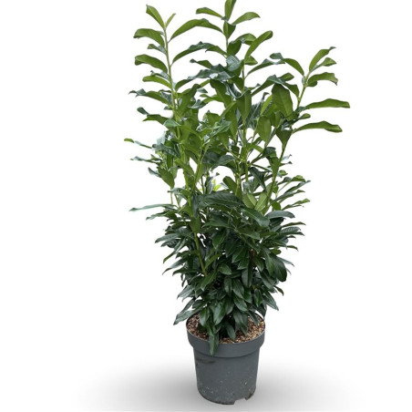 Laurier-cerise Genolia 100/125cm Pot 12L - Prunus laurocerasus Genolia