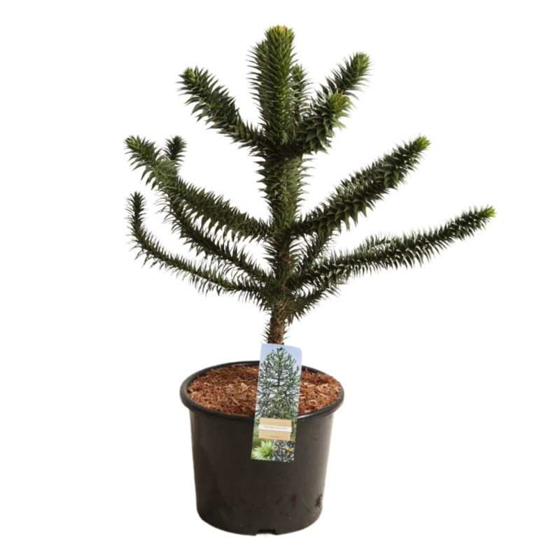 Araucaria araucana Désespoir des singes Pot 15L 60/80cm