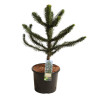 Araucaria araucana Désespoir des singes Pot 15L 60/80cm