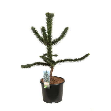 Araucaria araucana Désespoir des singes Pot 15L 70/80cm