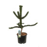 Araucaria araucana Désespoir des singes Pot 15L 70/80cm