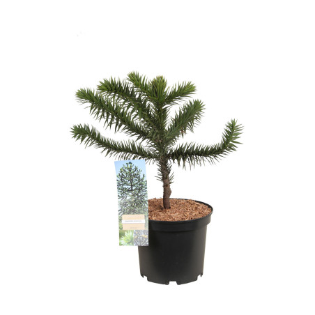 Araucaria araucana Désespoir des singes Pot 5L 30/40cm