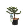 Araucaria araucana Désespoir des singes Pot 5L 30/40cm