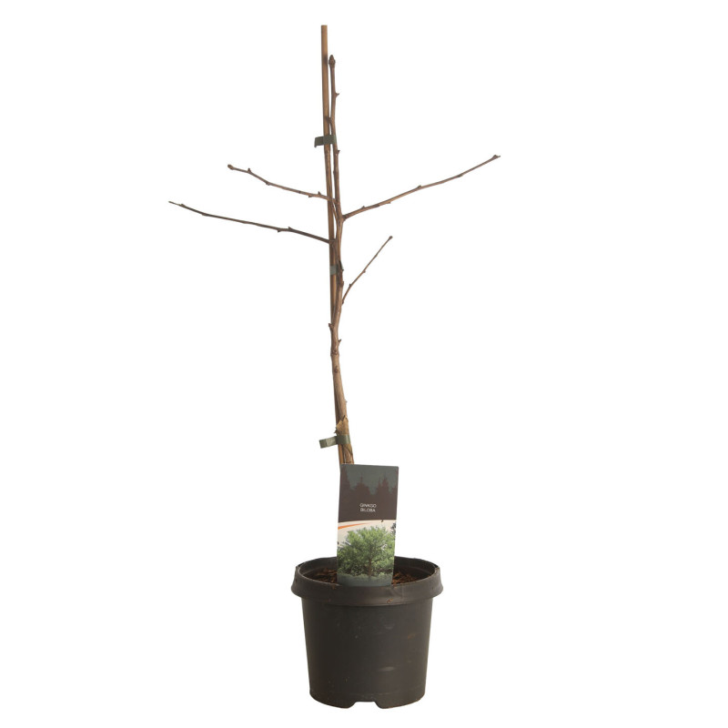 Arbre aux quarante écus Pot 3L 80cm - Ginkgo biloba