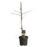 Arbre aux quarante écus Pot 3L 80cm - Ginkgo biloba