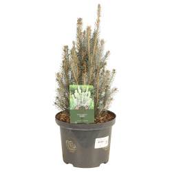 Épicéa bleu 'Scottie' Pot 5L 40cm - Picea pungens Scottie