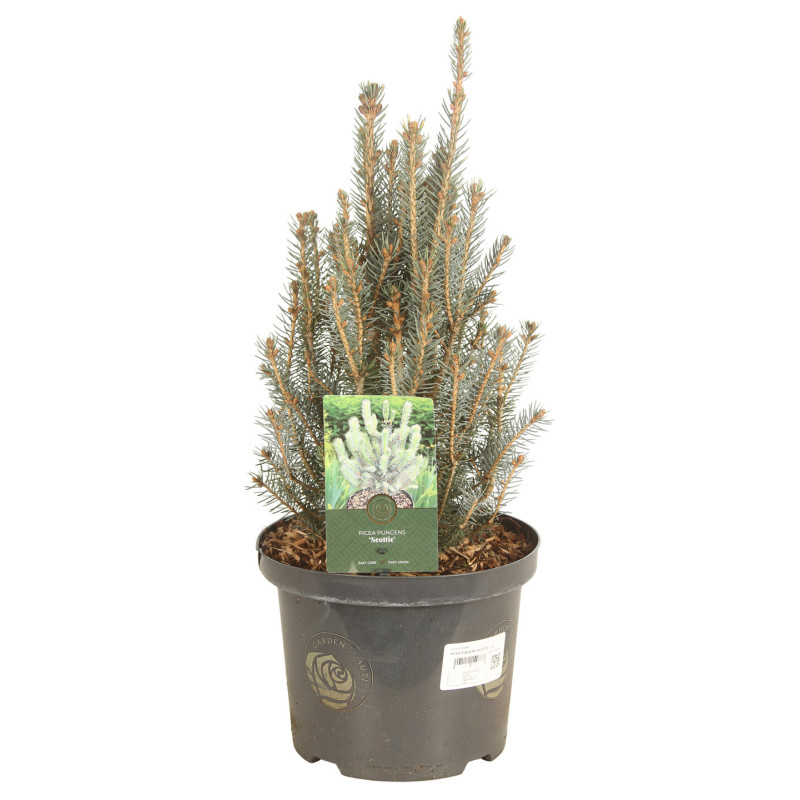 Épicéa bleu 'Scottie' Pot 5L 40cm - Picea pungens Scottie