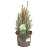Épicéa bleu 'Scottie' Pot 5L 40cm - Picea pungens Scottie