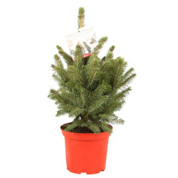 Épicéa bleu 'Super Blue' Pot 5L 40/50cm - Picea pungens Super Blue