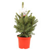 Épicéa bleu 'Super Blue' Pot 5L 40/50cm - Picea pungens Super Blue
