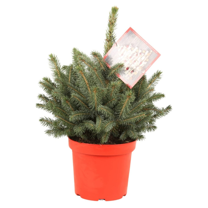 Épicéa bleu 'Super Blue' Pot 7,5L 40/50cm - Picea pungens Super Blue