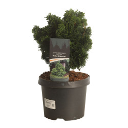 Faux-cyprès du Japon 'Nana Gracilis' Pot 5L 30/40cm - Chamaecyparis obtusa Nana Gracilis