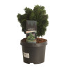 Faux-cyprès du Japon 'Nana Gracilis' Pot 5L 30/40cm - Chamaecyparis obtusa Nana Gracilis