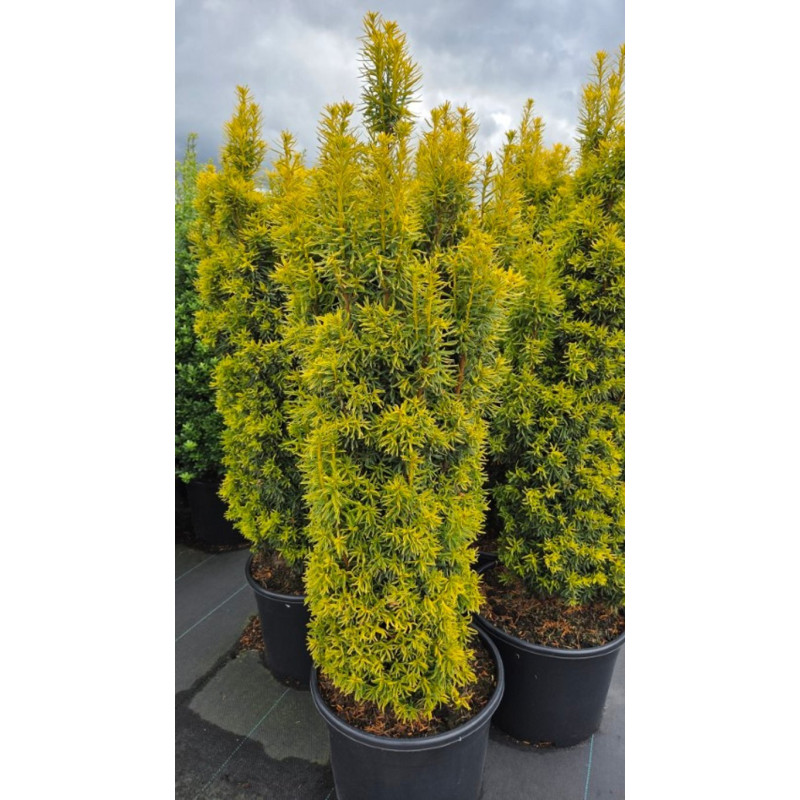 If commun 'David' Pot 25L 100/110cm - Taxus baccata David