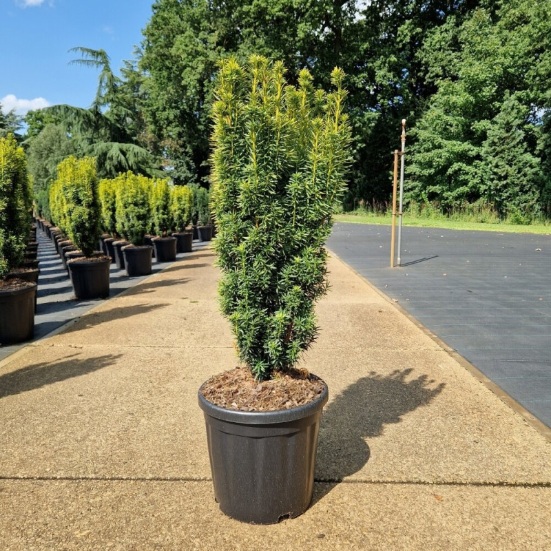 If commun fastigié 'David' Pot 18L 70/80cm - Taxus baccata Fastigiata David