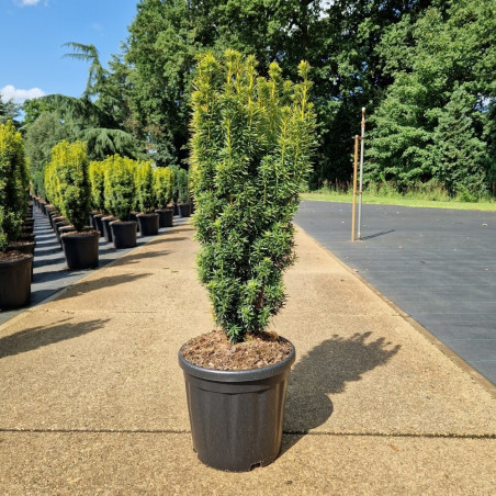 If commun fastigié 'David' Pot 18L 70/80cm - Taxus baccata Fastigiata David