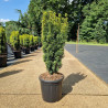 If commun fastigié 'David' Pot 18L 70/80cm - Taxus baccata Fastigiata David