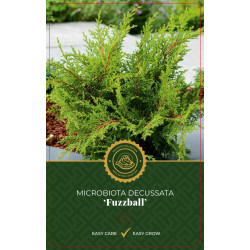 Microbiote de Sibérie 'Fussball' Pot 2,5L 20/30cm - Microbiota decussata Fussball