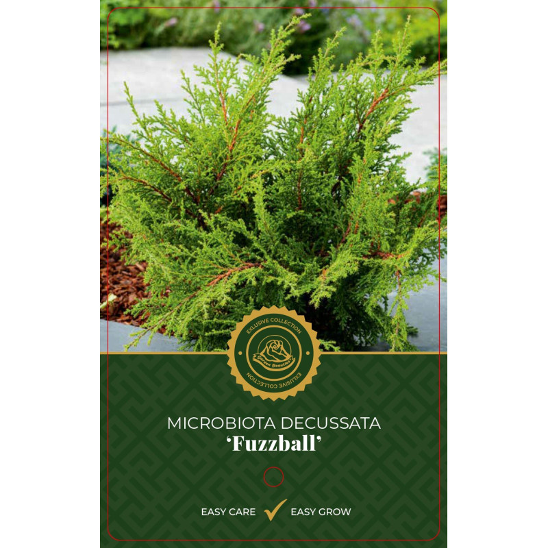 Microbiote de Sibérie 'Fussball' Pot 2,5L 20/30cm - Microbiota decussata Fussball