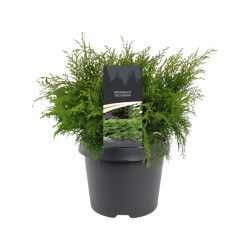 Microbiote de Sibérie Pot 30/40cm - Microbiota decussata